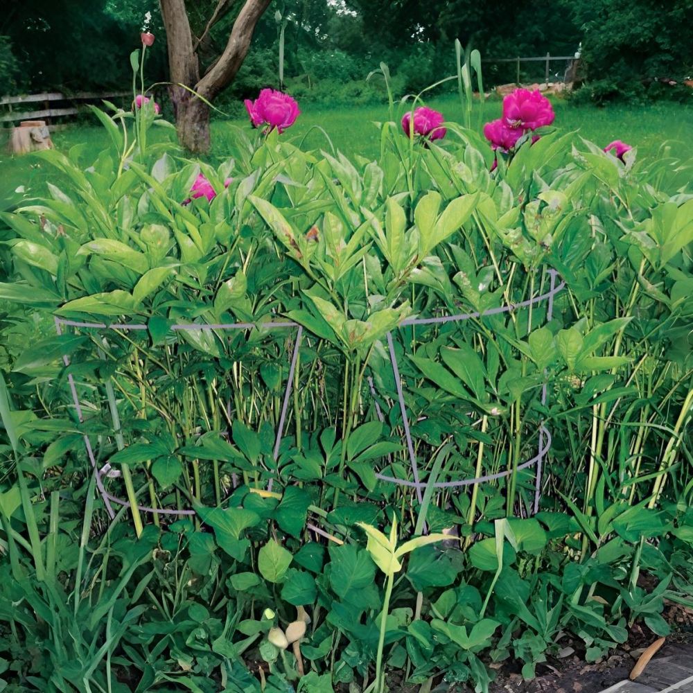 Glamos Wire Heavy Duty Round Peony Support, 30in Length x 18in Width, Galvanized - 706009